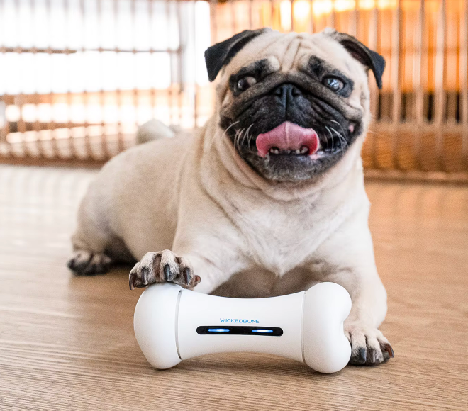 Interactive Dog Toys